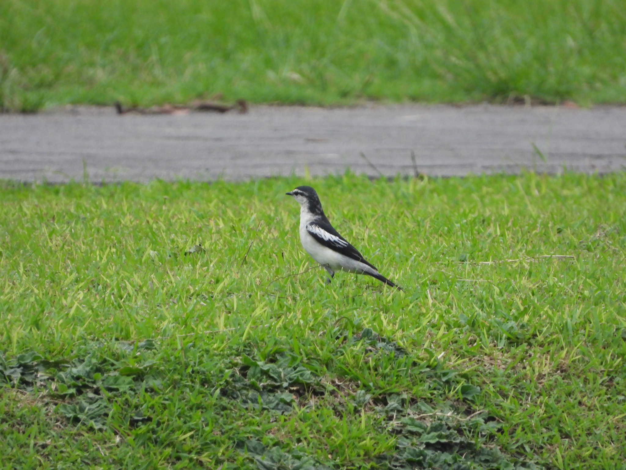 Pied Triller (Lalage nigra), photo 5