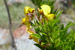 Crotalaria ibityensis