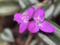 Tradescantia zebrina zebrina