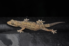 Asian Smooth Gecko photo 1