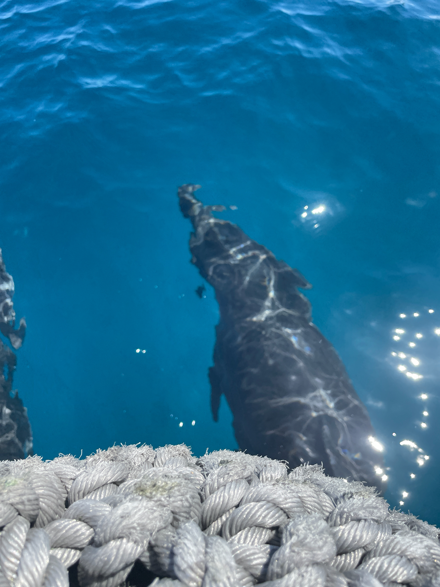 Tursiops truncatus