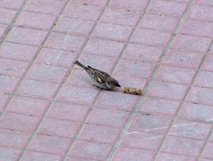 Passer domesticus
