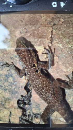 Quedenfeldtia moerens