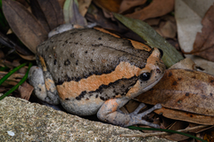 Asiatic Painted Frog photo 2