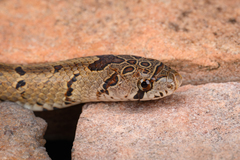 Formosa Kukri Snake photo 1