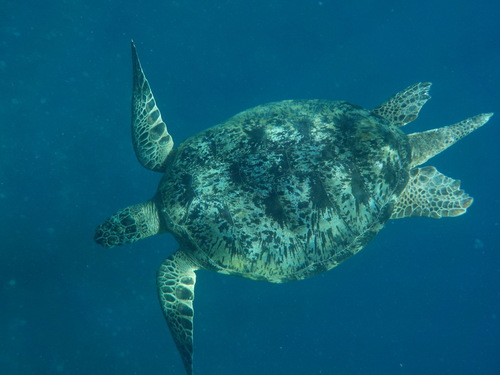 Green Sea Turtle (Chelonia mydas)