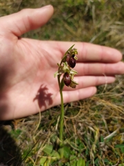 Ophrys sphegodes