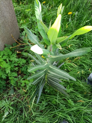 caper spurge