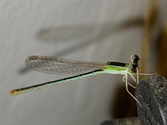 Agriocnemis pygmaea