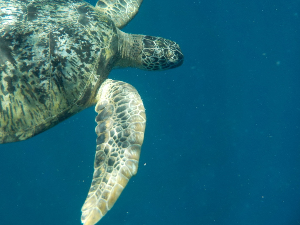 Green Sea Turtle (Chelonia mydas) — recorded at Trawangan Slope