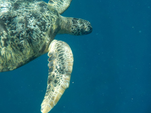 Green Sea Turtle (Chelonia mydas)