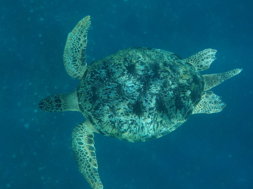 Green Sea Turtle (Chelonia mydas)