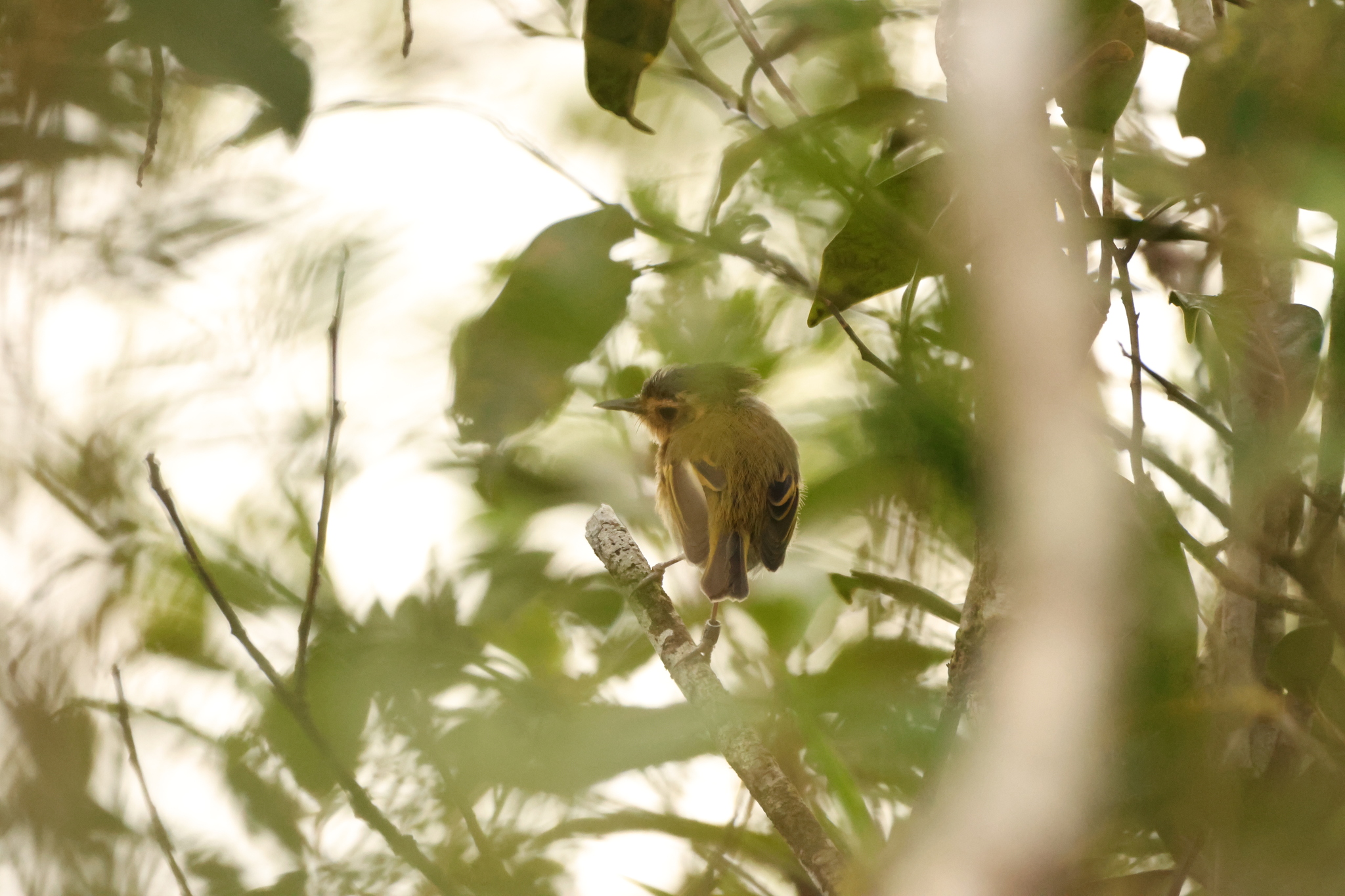 Ochre-faced Tody-Flycatcher (Poecilotriccus plumbeiceps), photo 2