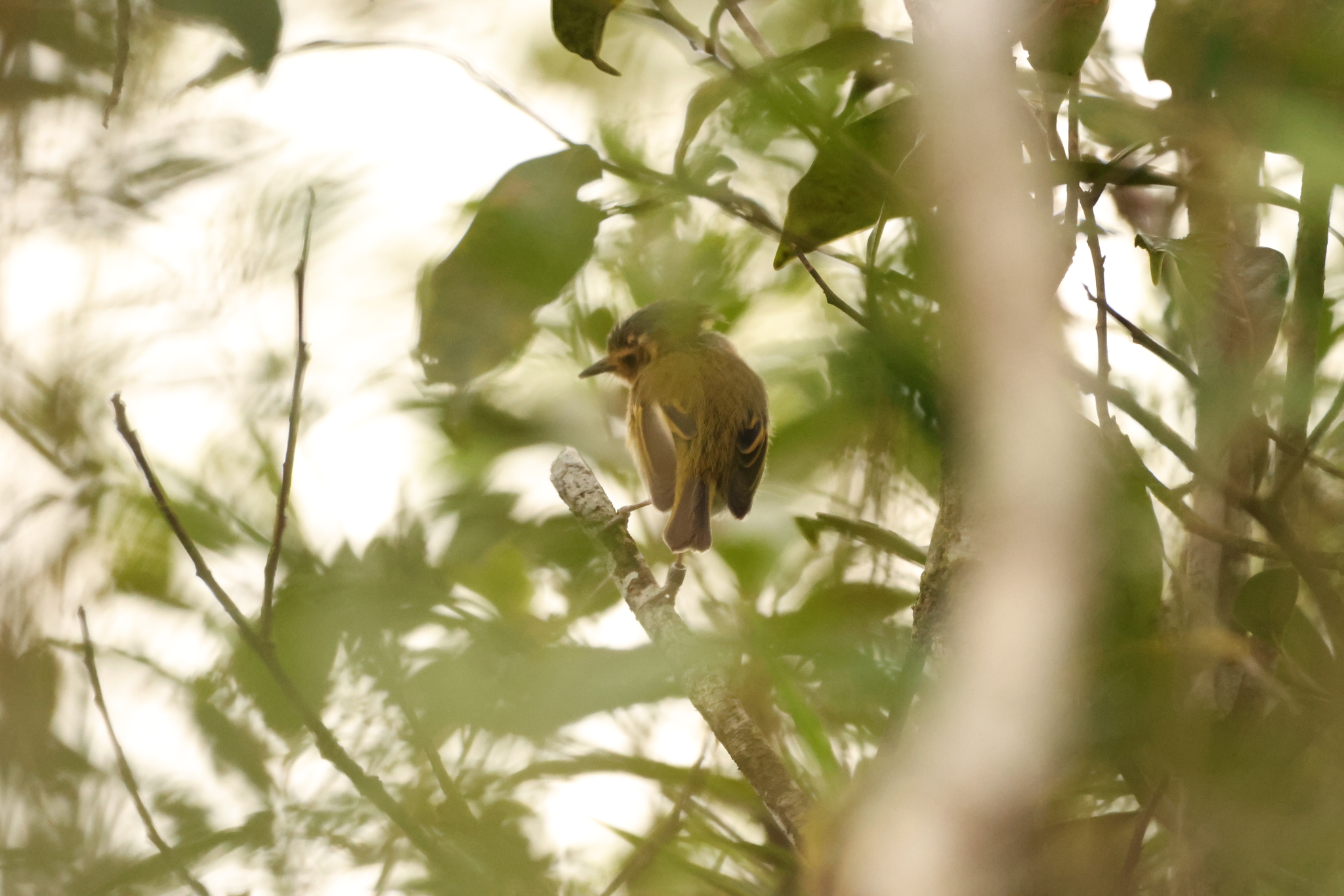 Ochre-faced Tody-Flycatcher (Poecilotriccus plumbeiceps), photo 3