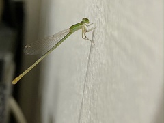 Agriocnemis pygmaea