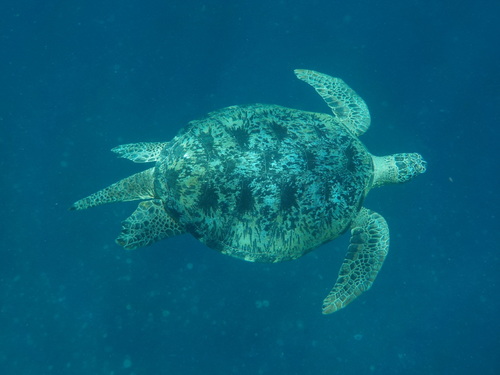 Green Sea Turtle (Chelonia mydas)