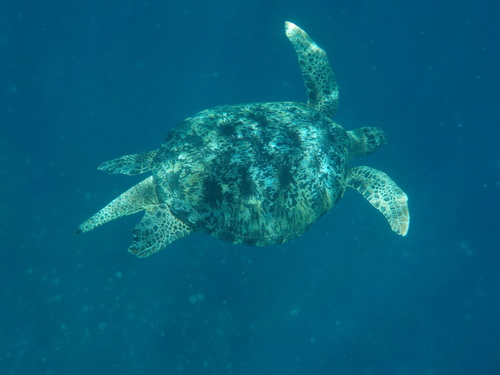 Green Sea Turtle (Chelonia mydas)