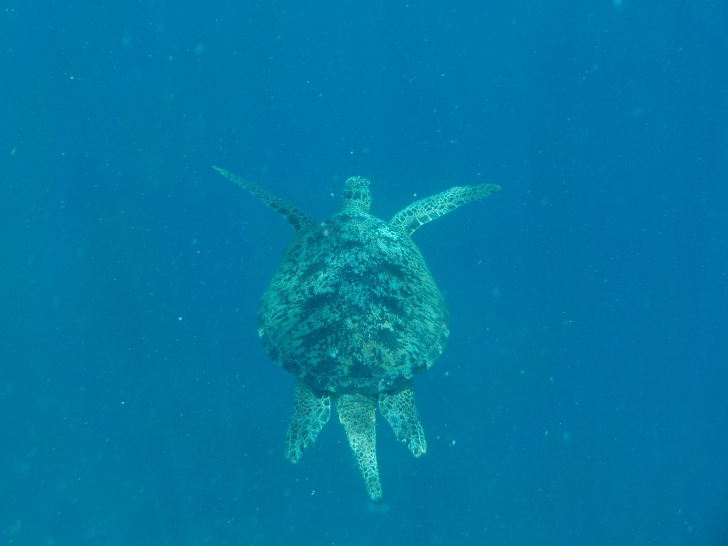 Green Sea Turtle (Chelonia mydas) — recorded at Manta Point