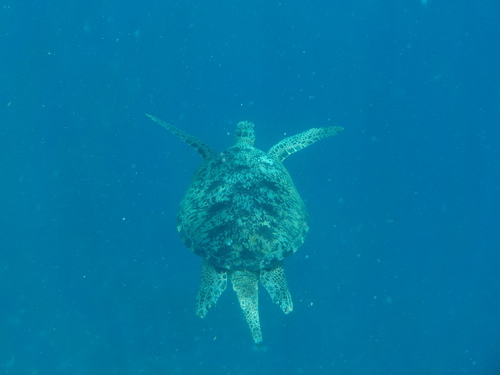 Green Sea Turtle (Chelonia mydas)