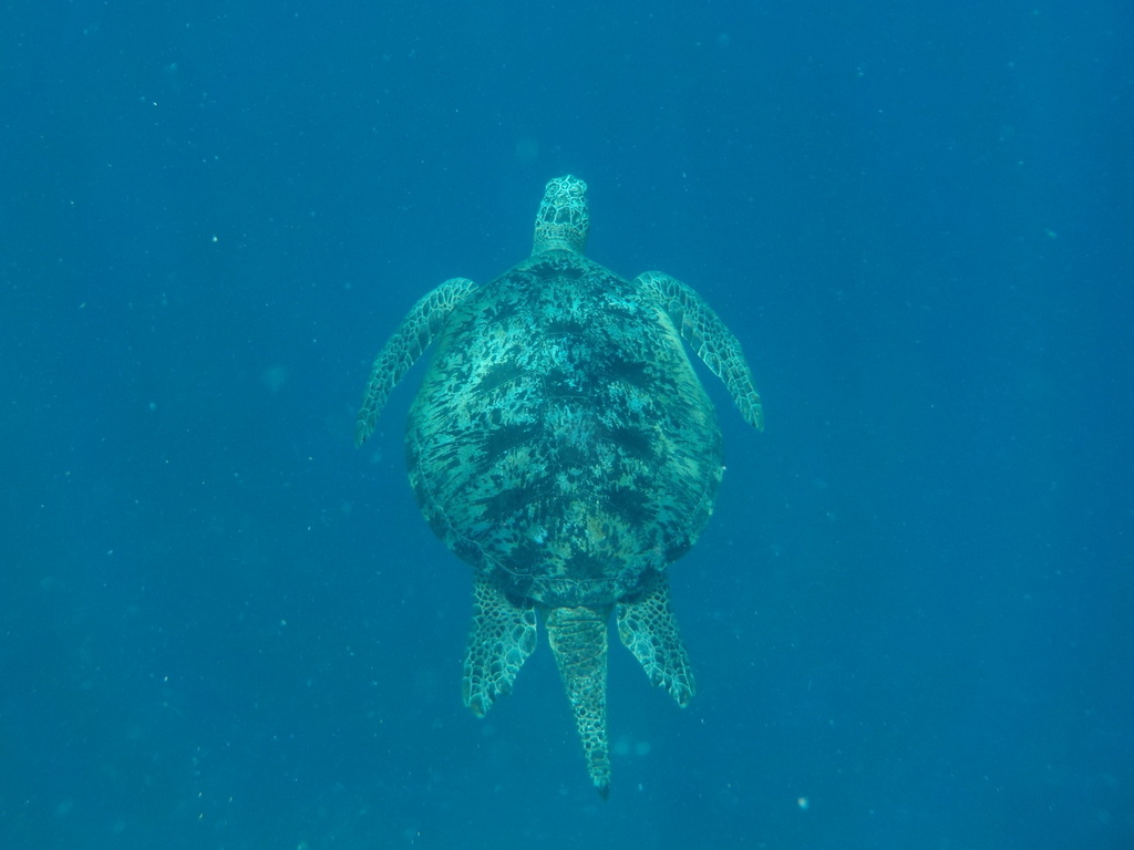 Green Sea Turtle (Chelonia mydas) — recorded at Good Heart