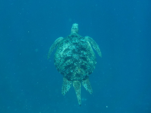 Green Sea Turtle (Chelonia mydas)