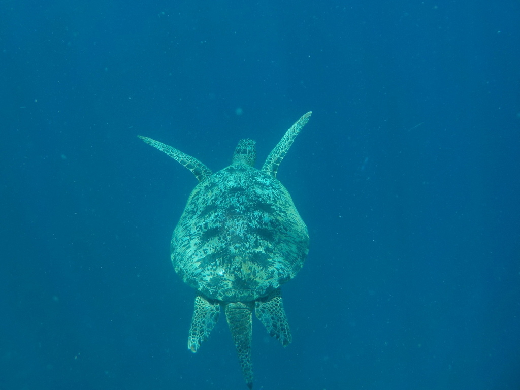 Green Sea Turtle (Chelonia mydas) — recorded at Shark Point