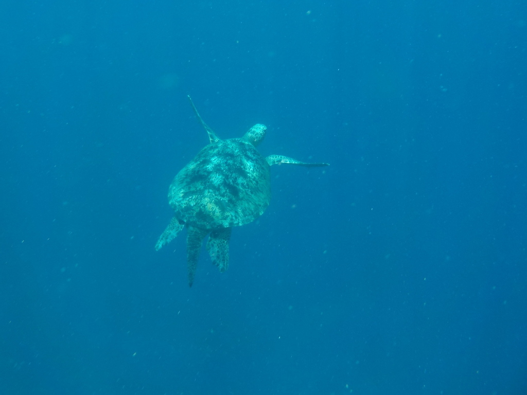 Green Sea Turtle (Chelonia mydas) — recorded at Mirkos