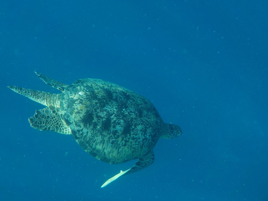 Green Sea Turtle (Chelonia mydas) — recorded at Sunset Point