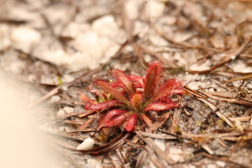 Drosera latifolia (Drosera latifolia)