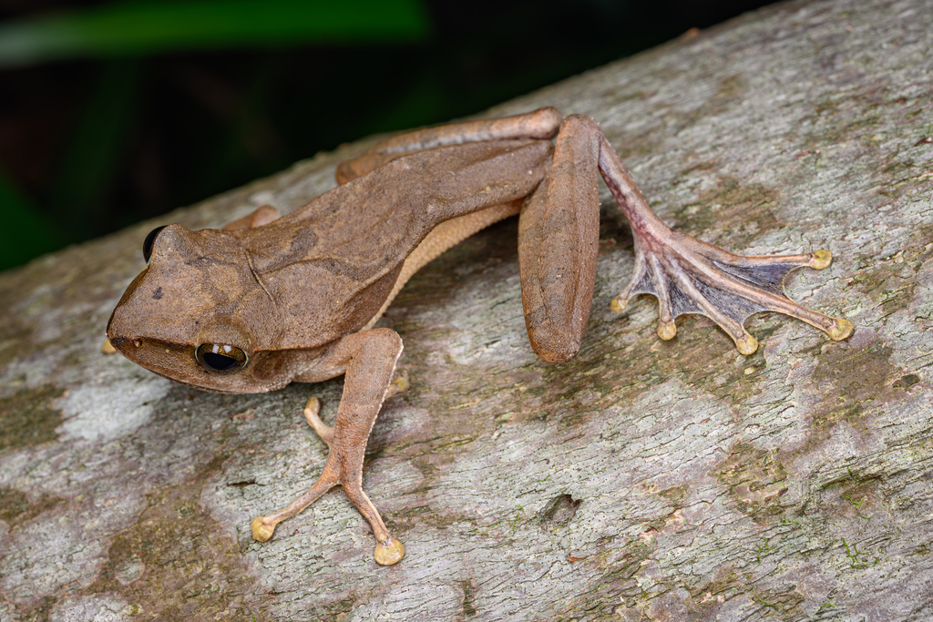 Spot-legged Tree Frog