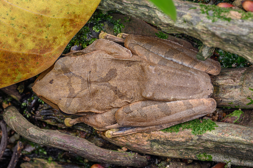 Spot-legged Tree Frog, photo 2 of 10