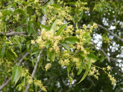 Ruprechtia laxiflora