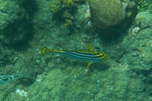 Oriental Sweetlips (Plectorhinchus vittatus)