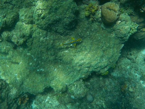 Oriental Sweetlips (Plectorhinchus vittatus)
