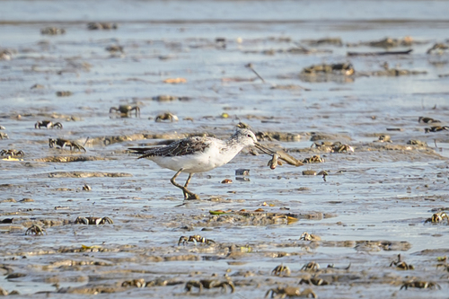 iNaturalist: (c) Milky_LZN, some rights reserved (CC BY-NC), uploaded by Milky_LZN iNaturalist image