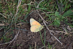 Colias vauthierii