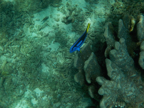 Palette Tang (Paracanthurus hepatus)