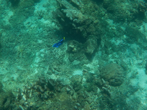 Palette Tang (Paracanthurus hepatus)