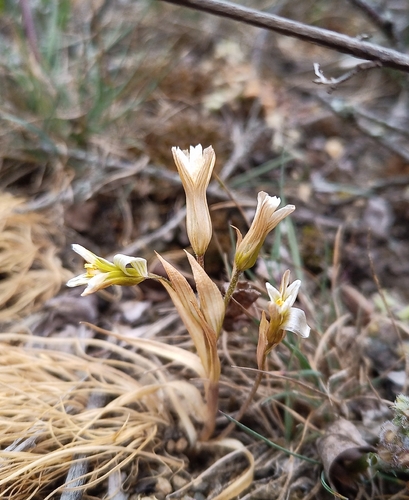 Early Star-of-Bethlehem (Gagea bohemica)