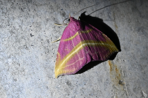 Naganoella timandra
