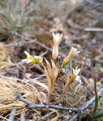 Gagea bohemica, photograph (c) Michal Honskus, some rights reserved (CC BY)