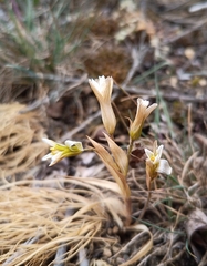 Gagea bohemica, photograph (c) Michal Honskus, some rights reserved (CC BY)