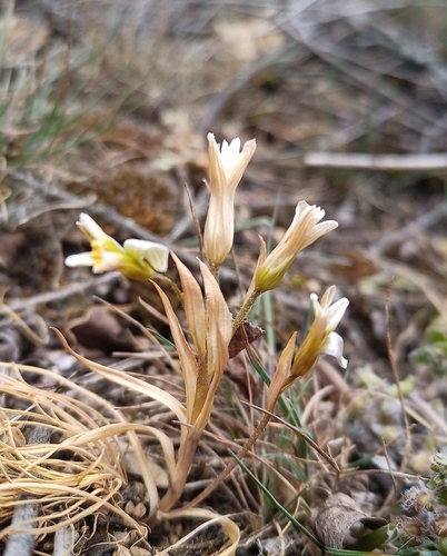 Gagea bohemica, photograph 4