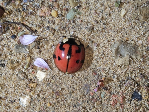 Aiolocaria hexaspilota