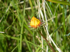 Grindelia scorzonerifolia