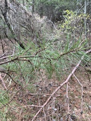 Pinus