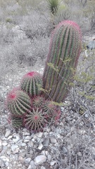 Ferocactus pilosus