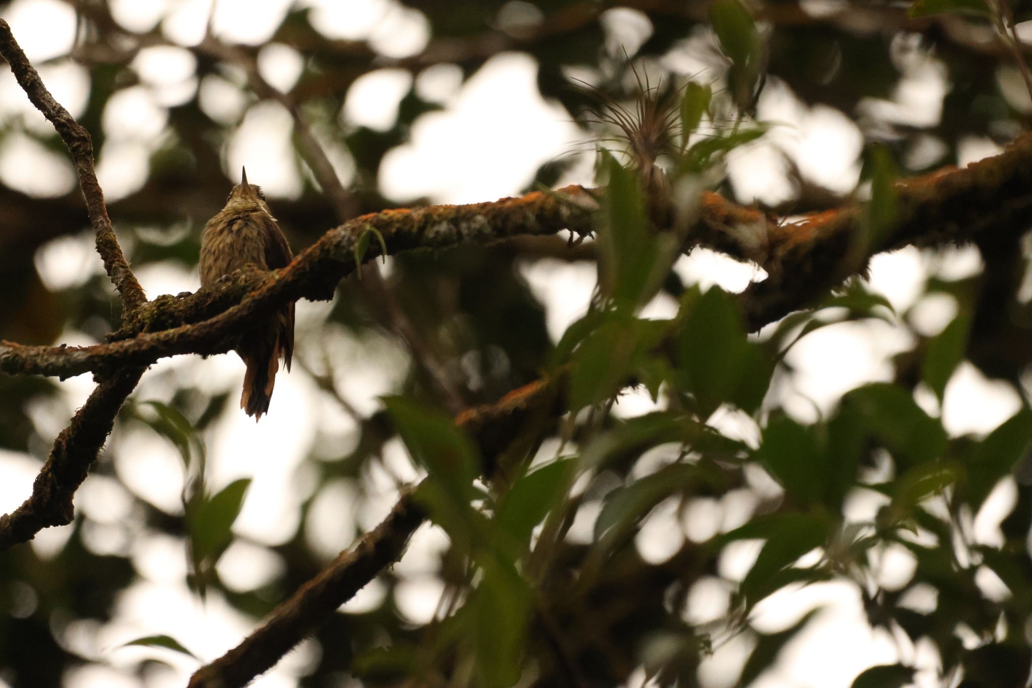 Atlantic Plain Xenops (Xenops minutus), photo 3
