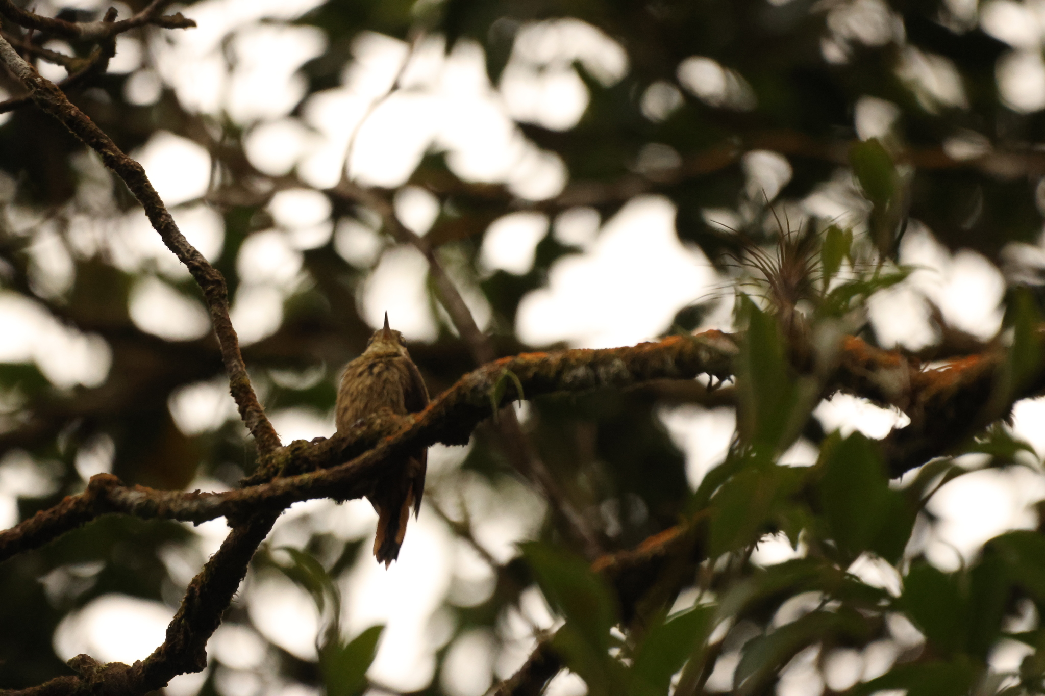 Atlantic Plain Xenops (Xenops minutus), photo 4