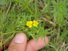 Scoparia montevidensis